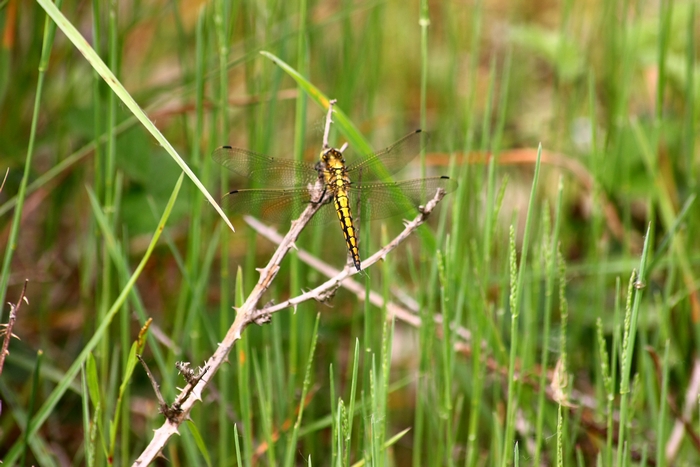 Orthetrum cancellatum?